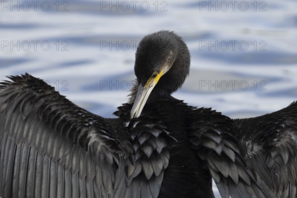 Great cormorant (Phalacrocorax carbo) adult bird drying its wings on a tree branch, Norfolk, England, United Kingdom
