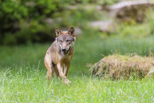 A gray wolf (Canis lupus lupus) crosses a a green meadow in a clearing on a cloudy day