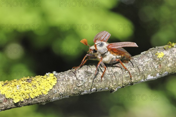 May beetle, wood cockchafer (Melolontha hippocastani), male, with spread wings, on a branch covered with lichen, about to fly off, close-up, Wilnsdorf, North Rhine-Westphalia, Germany
