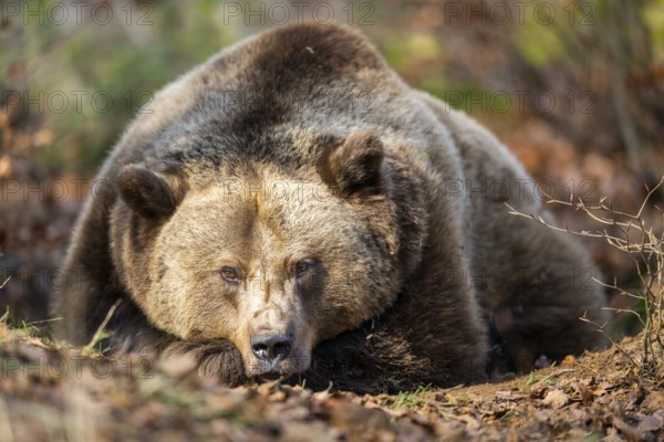 Eurasian Brown Bear (Ursus arctos arctos) lying in a forest, Bavaria, Germany