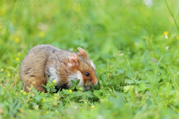 A European hamster (Cricetus cricetus) collects herbs, grass and daisies in a fresh green meadow