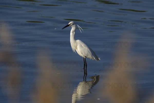 Little Egret (Egretta garzetta) Germany