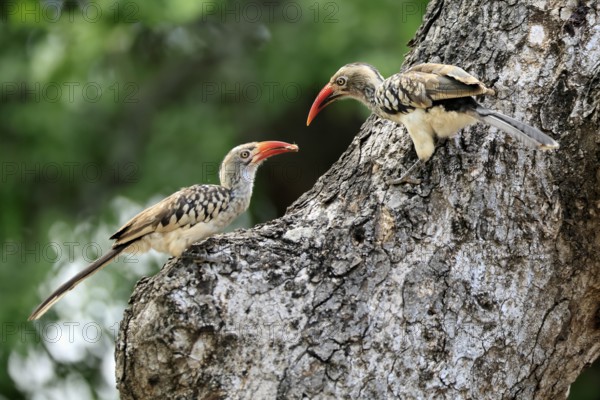 Mopanetoko (Tockus rufirostris), Southern Red-billed Hornbill, adult, pair, on tree, at breeding den, with food, Kruger, Kruger National Park, South Africa