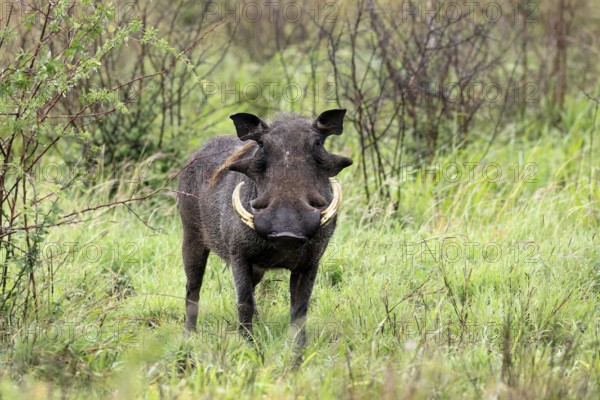 Warthog (Phacochoerus africanus), adult, male, foraging, alert, Kruger, Kruger National Park, South Africa