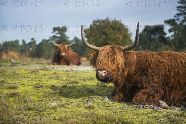 Rustic fellows... Highland cattle (Bos primigenius taurus), rest during the day in a meadow, open heathland, robust, good-natured grazing cattle, which are often used for landscape maintenance, look funny with their shaggy coat and long horns, Netherlands, Western Europe