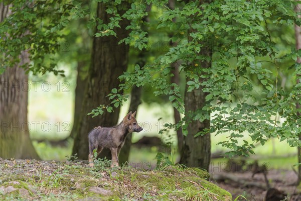 A gray wolf pup (Canis lupus lupus) stands on a small hill in the deep shade of the forest
