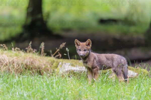 A gray wolf pup (Canis lupus lupus) stands on a small hill at the edge of the forest and observes the other members of the pack