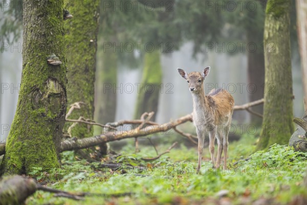 European fallow deer (dama dama) doe standing in a forest in autumn, Bavaria, Germany