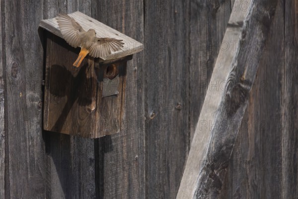 A redstart (Phoenicurus phoenicurus) male lands on a birdhouse, animal photo, bird, bird species, nature photo, wildlife, fauna, Morter, Latsch Italy