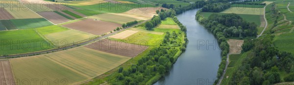 Agricultural area in the Neckarbogen near Lauffen am Neckar. Cereal fields in different shades of green. Neckar bend near Lauffen am Neckar, Baden-Württemberg, Germany
