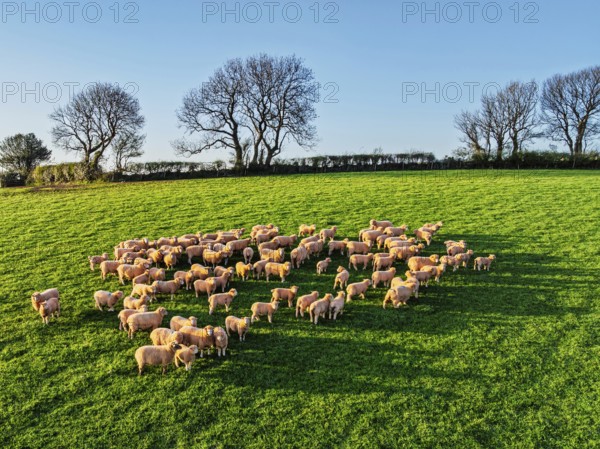 Flock of Sheep on Farms from a drone, Torquay, Devon, England, United Kingdom