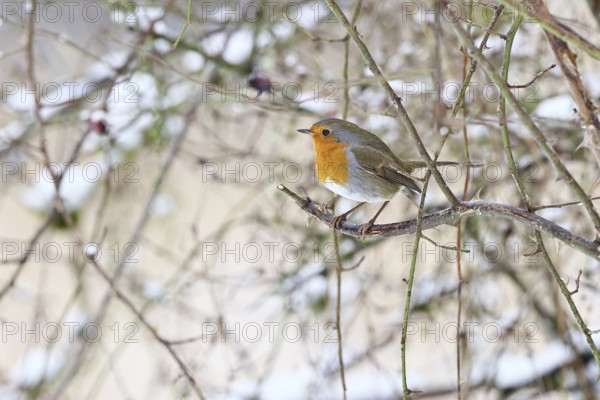 Robin (Erithacus rubecula), on a twig in the branches of a dog rose (Rosa canina), Wilnsdorf, North Rhine-Westphalia, Germany