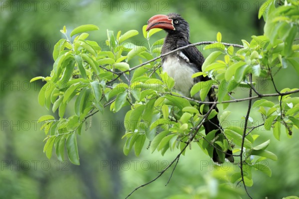 South African crowned hornbill (Lophoceros alboterminatus suahelicus), adult, on tree, alert, Kruger, Kruger National Park, South Africa