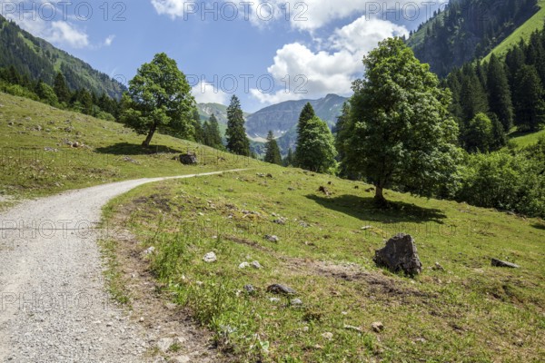 Hiking trail in the Dietersbach valley between Gerstruben and Dietersbachalpe, near Oberstdorf, Allgäu Alps, Oberallgäu, Allgäu, Bavaria, Germany
