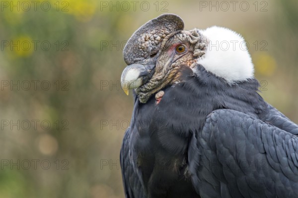 Andean condor (Vultur gryphus), Condor male perched on a rock, Close-up, Cotopaxi national park, Cotopaxi, Napo and Pichincha provinces, Ecuador, South America