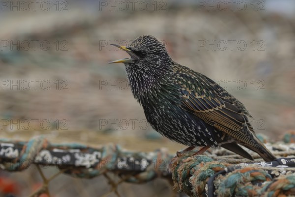 European starling (Sturnus vulgaris) adult bird singing from a harbour lobster pot, England, United Kingdom