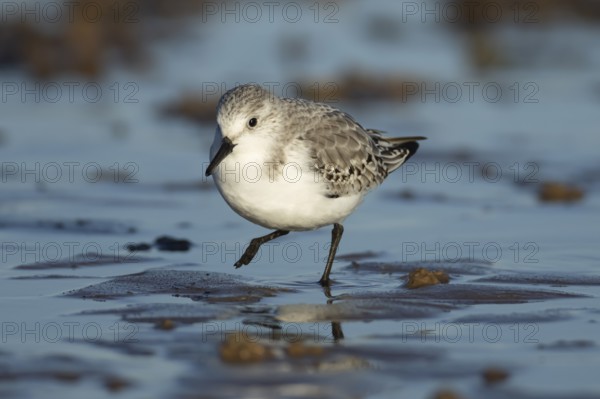 Sanderling (Calidris alba) adult bird in winter plumage on a beach, England, United Kingdom