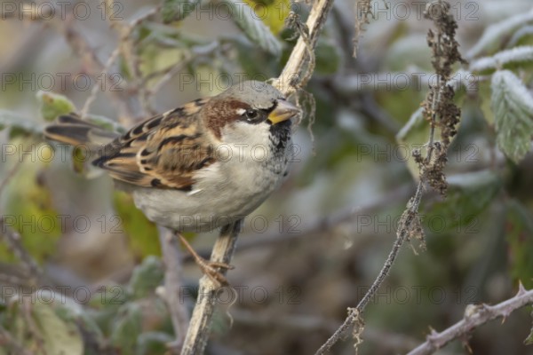House sparrow (Passer domesticus) adult male bird in a hedgerow in winter, Norfolk, England, United Kingdom