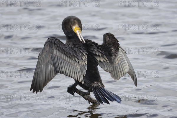 Great cormorant (Phalacrocorax carbo) adult bird drying its wings on a tree branch, Norfolk, England, United Kingdom