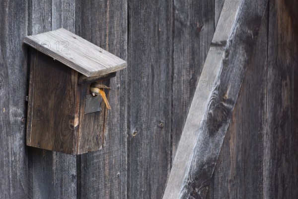 A redstart (Phoenicurus phoenicurus) female landing on a birdhouse, animal photo, bird, bird species, nature photo, wildlife, fauna, Morter, Latsch, Italy
