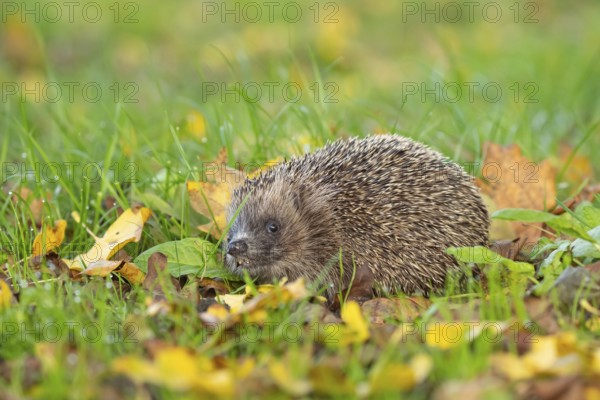 European hedgehog (Erinaceus europaeus) adult animal amongst fallen autumn leaves on a garden lawn, Suffolk, England, United Kingdom