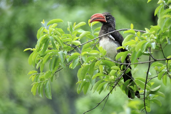 South African crowned hornbill (Lophoceros alboterminatus suahelicus), adult, on tree, alert, Kruger, Kruger National Park, South Africa