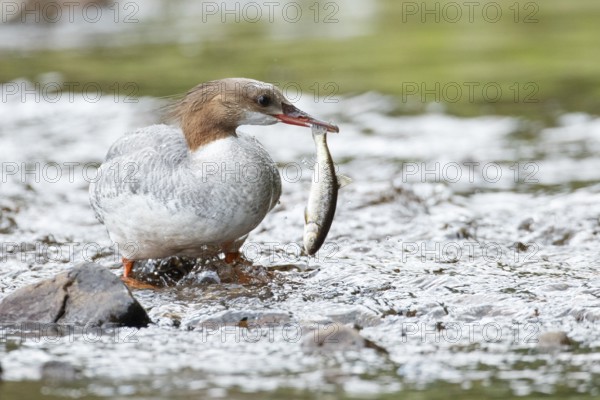 Common merganser (mergus merganser), Female catching a fish, La Mauricie national park. Province of Quebec, Canada