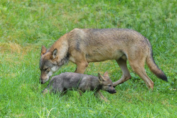 A female gray wolf (Canis lupus lupus) and one of her pups run across a green meadow on a sunny day