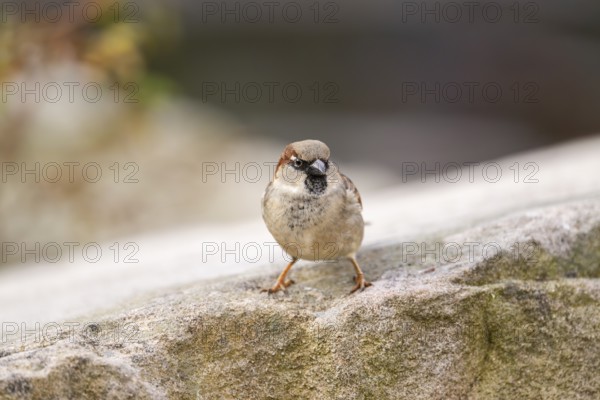 House sparrow (Passer domesticus) sitting on a rock, Bavaria, Germany