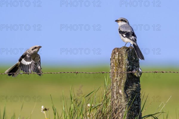Great grey shrike (Lanius excubitor) juvenile in flight and other young perched on weathered wooden fence post along meadow late spring, early summer
