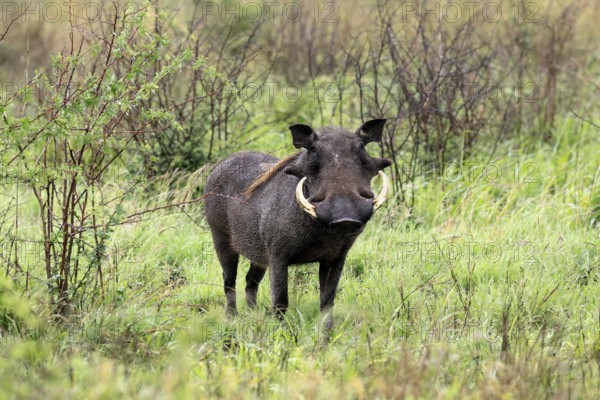 Warthog (Phacochoerus africanus), adult, male, foraging, alert, Kruger, Kruger National Park, South Africa