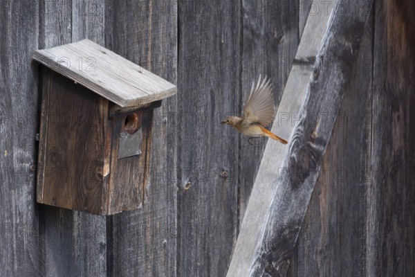 A redstart (Phoenicurus phoenicurus) female landing on a birdhouse, animal photo, bird, bird species, nature photo, wildlife, fauna, Morter, Latsch, Italy