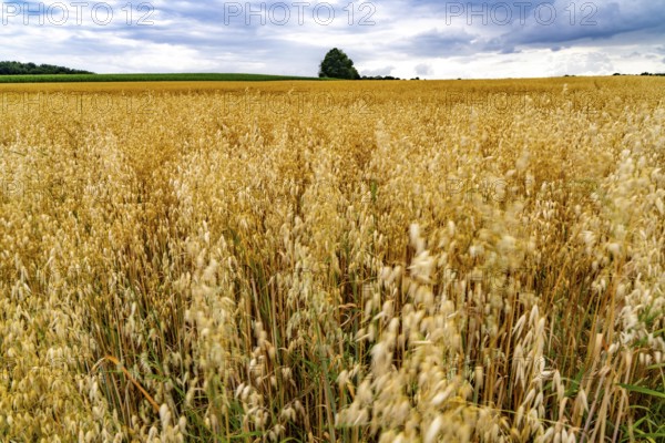 Agriculture, field with grain, oats, shortly in front of harvest, near Nettetal, on the Lower Rhine, North Rhine-Westphalia, Germany