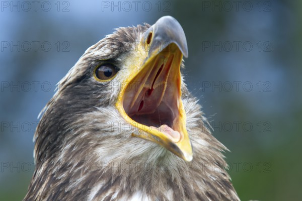 Black chested buzzard, Geranoaetus melanoleucus, Immature female perched on a tree, Open beak, Close-up, Imbabura province, Ecuador, South America