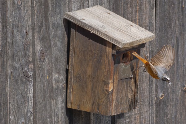 A male common redstart (Phoenicurus phoenicurus) takes off from the entrance of a birdhouse and has a parcel of faeces from the young in its beak, animal photo, bird, bird species, nature photo, wildlife, fauna, Morter, Latsch, Italy
