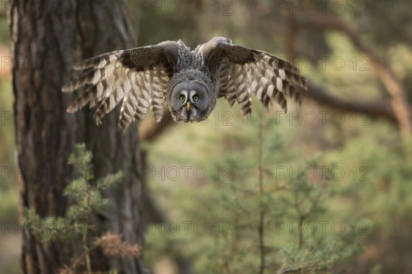 Frontal approach... Bearded owl (Strix nebulosa) swoops down on prey from its perch, bearded owls are large owls that are widespread in northern regions, native to Scandinavia in Europe, typical habitat is dense mixed or coniferous forests, widespread in Finland and Norway, native nature, Northern Europe