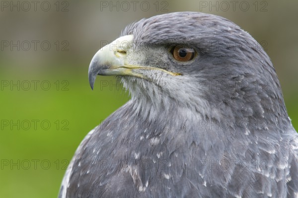 Black chested buzzard, Geranoaetus melanoleucus, Female perched on a tree, Close-up, Imbabura province, Ecuador, South America