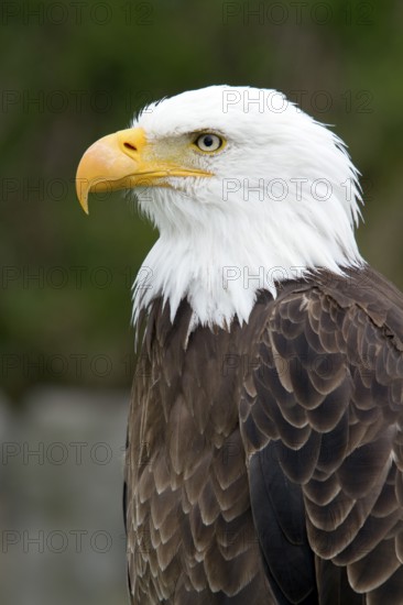 Bald eagle, Haliaeetus leucocephalus, Eagle perched and watching, Portrait, Profil, Close-up, Province of Quebec, Canada