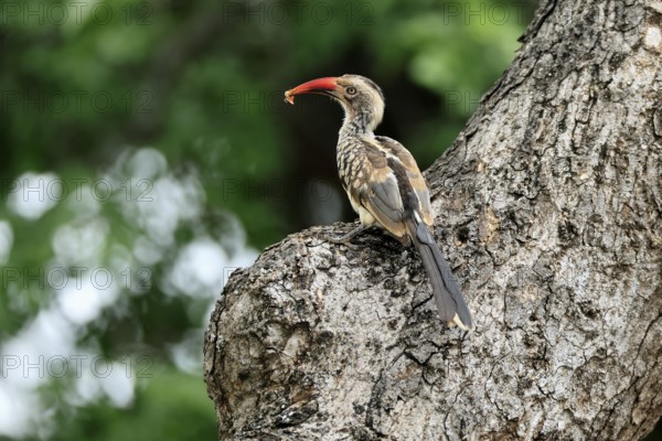 Mopanetoko (Tockus rufirostris), Southern Red-billed Hornbill, adult, on tree, alert, with food, at breeding den, Kruger, Kruger National Park, South Africa