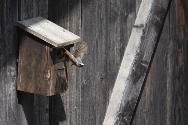 A redstart (Phoenicurus phoenicurus) male takes off from the entrance of a birdhouse, animal photo, bird, bird species, nature photo, wildlife, fauna, Morter, Latsch, Italy