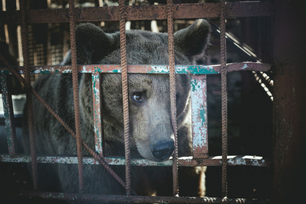 Bear in a cage, in the eastern outskirts of Sukhum, Abkhazia, Georgia