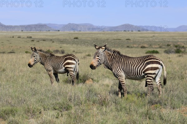 Cape Mountain Zebra (Equus zebra zebra), adult, two, male, foraging, Mountain Zebra National Park, Eastern Cape, South Africa