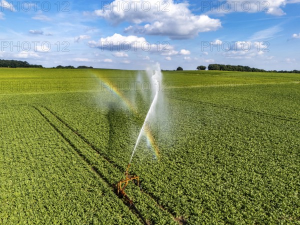 Artificial irrigation with a sprinkler system in a field where sugar beet is grown, near Rheurdt, on the Lower Rhine, Regenbogen, North Rhine-Westphalia, Germany