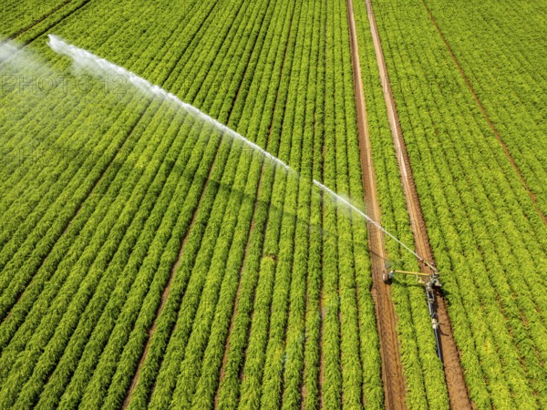 Artificial irrigation with a sprinkler system in a field where carrots are grown, near Kerken, on the Lower Rhine, North Rhine-Westphalia, Germany