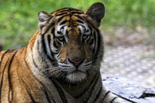 Tiger (Panthera tigris) Pattaya Thailand