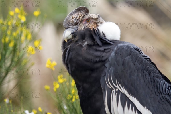 Andean condor (Vultur gryphus), Condor male perched on a rock, Cotopaxi national park, Cotopaxi, Napo and Pichincha provinces, Ecuador, South America