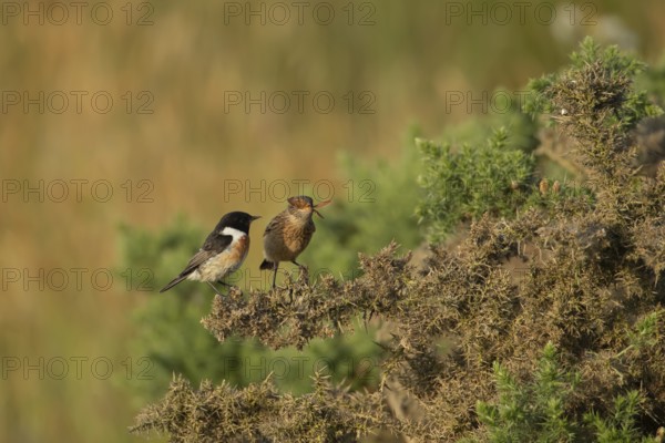 European stonechat (Saxicola rubicola) juvenile bird feeding on a moth being watched by a male bird, England, United Kingdom