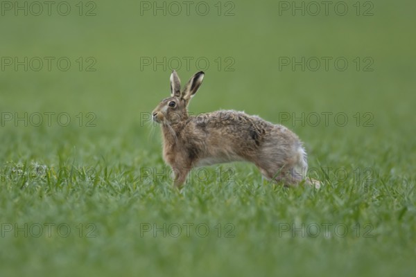 European brown hare (Lepus europaeus) adult animal stretching in a farmland cereal field in springtime, England, United Kingdom