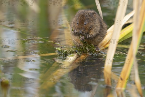 Water vole (Arvicola amphibius) adult animal feeding on pond weed in a reedbed, England, United Kingdom