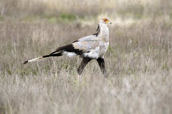 Secretary (Sagittarius serpentarius), adult, running, foraging, alert, Mountain Zebra National Park, Eastern Cape, South Africa